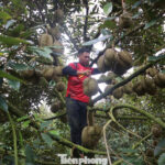 Durian Prices Plummet in Dak Lak as Traders Halt Purchases