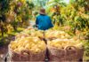 Surprising Fruit Prices Double, Farmers Reap “Golden Harvest,” Earning Millions per Acre