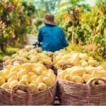 Surprising Fruit Prices Double, Farmers Reap “Golden Harvest,” Earning Millions per Acre