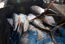 Vietnam’s ‘Superfood’ Sweeps Thailand, Outshining Durian: $700M Revenue, 100+ Markets Competing to Secure Orders