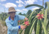 Mekong Delta Farm Produce Prices: Dragon Fruit Sold at Rock-Bottom Prices in Orchards