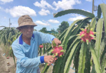 Mekong Delta Farm Produce Prices: Dragon Fruit Sold at Rock-Bottom Prices in Orchards