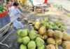 Astonishing Coconut Prices in Vietnam’s Mekong Delta