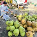 Unbelievable Coconut Prices in Vietnam’s Mekong Delta
