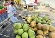 Unbelievable Coconut Prices in Vietnam’s Mekong Delta