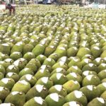 Vietnam’s Million-Dollar Specialty Outshines China’s Homegrown Version, Hailed as the ‘World’s Savior’