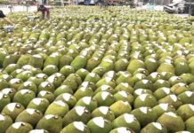 Vietnam’s Million-Dollar Specialty Outshines China’s Homegrown Version, Hailed as the ‘World’s Savior’