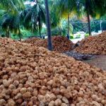 Vietnam’s Million-Dollar Export Sensation: U.S. and China Rush to Secure Top 5 Global Supplier’s Premium Product