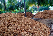 Vietnam’s Million-Dollar Export Sensation: U.S. and China Rush to Secure Top 5 Global Supplier’s Premium Product