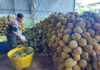 Revitalizing the Durian Industry: Restoring Order and Excellence