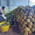 Revitalizing the Durian Industry: Restoring Order and Excellence