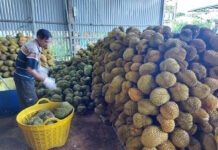 Revitalizing the Durian Industry: Restoring Order and Excellence