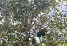 “The $30/kg Durian That’s Selling Out Faster Than Ever”