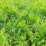 “Underground Goldmine” in Northern Vietnam Empowers Farmers with Hundreds of Millions per Harvest