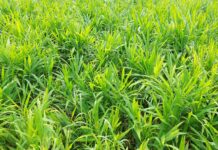 “Underground Goldmine” in Northern Vietnam Empowers Farmers with Hundreds of Millions per Harvest