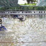 Vietnamese Specialty Explodes in Orders, China Invests Billions to Secure Supply