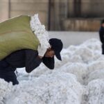 Global Cotton Oversupply Persists for 40 Years, Price Recovery Remains Elusive – VDSC Insights