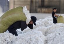 Global Cotton Oversupply Persists for 40 Years, Price Recovery Remains Elusive – VDSC Insights
