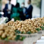 Vietnam’s Million-Dollar Specialty Captivating China: The ‘King of Fruits’ Cultivated Across 68,000+ Hectares