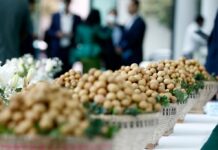 Vietnam’s Million-Dollar Specialty Captivating China: The ‘King of Fruits’ Cultivated Across 68,000+ Hectares