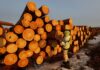 Vietnam Secures $8 Billion U.S. Investment in ‘Money Tree’ Industry: 10% Import Tax Propels Nation to 5th Global Leader