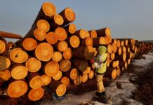 Vietnam Secures $8 Billion U.S. Investment in ‘Money Tree’ Industry: 10% Import Tax Propels Nation to 5th Global Leader