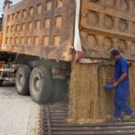 Vietnam’s Agricultural Miracle in Cuba: Private Firm Boosts Rice Yields by 350%, Eyes Expansion to 5,000 Hectares