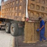 Vietnamese Rice Variety Captivates Cuba: A Celebration of Brotherhood!