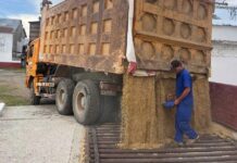 Vietnamese Rice Variety Captivates Cuba: A Celebration of Brotherhood!