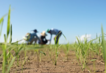 Vietnamese Rice Variety Creates a Stir in Cuba: What Are Locals Saying?