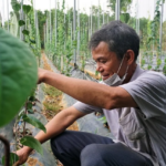 Farmers Transform Lives Growing Wild Plant: “Count Leaves, Earn Cash,” Earning $85,000 Annually