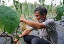 Farmers Transform Lives Growing Wild Plant: “Count Leaves, Earn Cash,” Earning $85,000 Annually