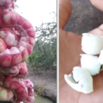 The Fruit Fetching Hundreds of Thousands per Kilogram: Why Western Farmers Refuse to Sell