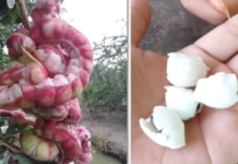 The Fruit Fetching Hundreds of Thousands per Kilogram: Why Western Farmers Refuse to Sell