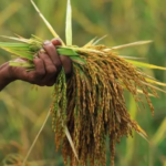 Vietnam’s Rice Export Plunge: A 50% Quarterly Drop as India’s Zero-Tariff Pressure Mounts