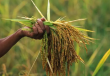 Vietnam’s Rice Export Plunge: A 50% Quarterly Drop as India’s Zero-Tariff Pressure Mounts