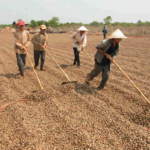 Cambodia, Africa Compete to Supply Vietnam with Key Agricultural Product: A Game-Changer Boosting Our Exports and Global Competitiveness Amid Rising Prices