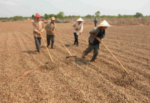 Cambodia, Africa Compete to Supply Vietnam with Key Agricultural Product: A Game-Changer Boosting Our Exports and Global Competitiveness Amid Rising Prices
