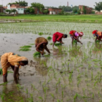 The Paradox of the World’s Top Rice Producer: From Export Bans to Oversupply Crisis, Domestic Prices Set to Drop by 15%