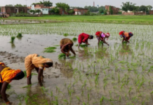 The Paradox of the World’s Top Rice Producer: From Export Bans to Oversupply Crisis, Domestic Prices Set to Drop by 15%