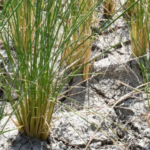 The Plight of the World’s 4th Largest Economy: Rice Prices Surge Over 50% in a Year, Crippling Key Industries