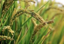 Vietnam Rice Thrives Despite Philippines Halt: Asian Nation Skyrockets Imports by 25,000%