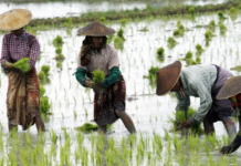 Asia’s Rice Exporters Face Dilemma: World’s Third-Largest Importer Set to Surplus 4 Million Tons, Following Philippines in Halting Imports