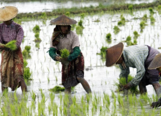 Asia’s Rice Exporters Face Dilemma: World’s Third-Largest Importer Set to Surplus 4 Million Tons, Following Philippines in Halting Imports