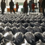 Vietnam’s ‘Superfood’ Sensation Captivates Russia: 0% Import Tax & Over 75 Markets Hooked