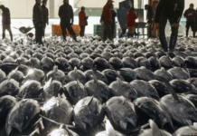 Vietnam’s ‘Superfood’ Sensation Captivates Russia: 0% Import Tax & Over 75 Markets Hooked