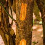 Vietnam’s Abundant ‘Brown Gold’: A Lucrative Crop from Root to Leaf, Earning Nearly $250 Million Since the Year’s Start