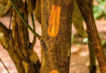 Vietnam’s Abundant ‘Brown Gold’: A Lucrative Crop from Root to Leaf, Earning Nearly $250 Million Since the Year’s Start