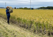 What’s Unfolding in the World’s 4th Largest Economy: Sky-High Import Taxes on Rice, Yet Imported Prices Undercut Local Goods, Leaving Consumers Paying a Premium