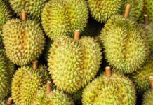 The Great Durian Debate: Two Powerhouses Battle for National Fruit Branding, One Boasting 2 Million Tons in Production, the Other Seeing Soaring Output Value